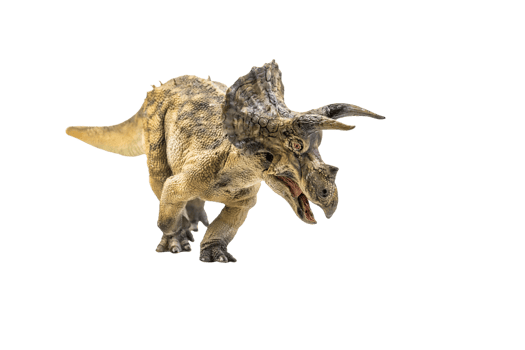 dinosaur , Triceratops on isolated background png