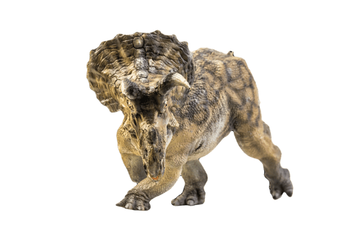 dinosaur , Triceratops on isolated background png
