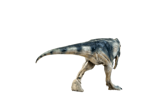 dinosaur , Giganotosaurus on isolated background png