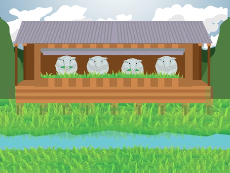 vector illustration sheep farm set