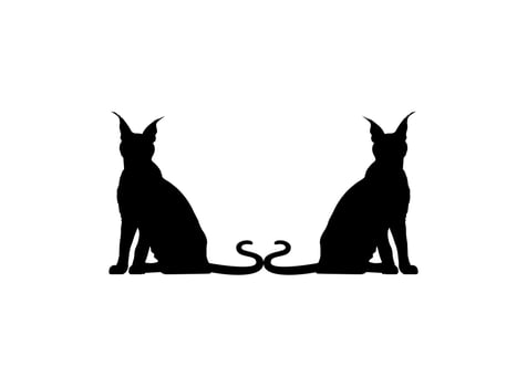 Pair of the Caracal Cat Silhouette for Art Illustration, Logo, Pictogram, Website or Graphic Design Element. Vector Illustration