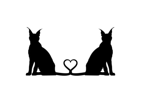 Pair of the Caracal Cat Silhouette for Art Illustration, Logo, Pictogram, Website or Graphic Design Element. Vector Illustration