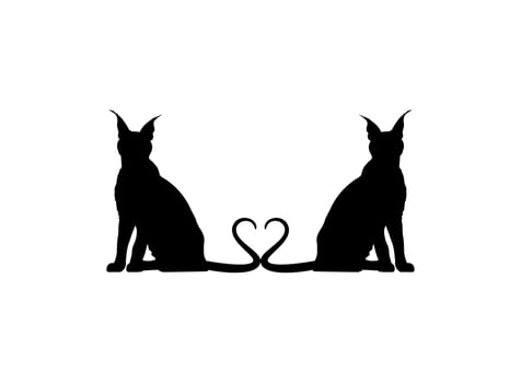 Pair of the Caracal Cat Silhouette for Art Illustration, Logo, Pictogram, Website or Graphic Design Element. Vector Illustration