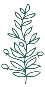 Floral line art linear botanical design element. Flower drawings with thin line. Collection of blooming hand drown flower, contour drawing. PNG with transparent background.