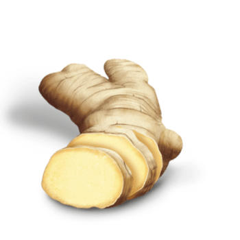 ginger on transparent background png