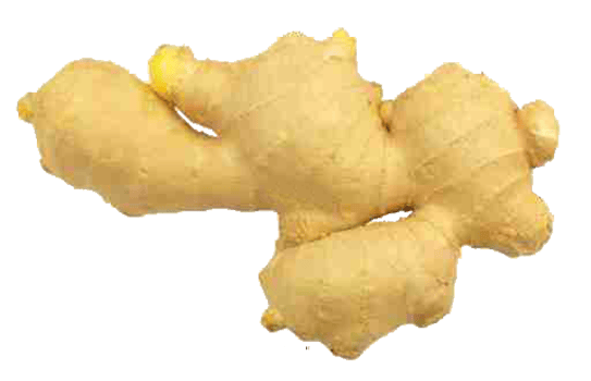 ginger on transparent background png