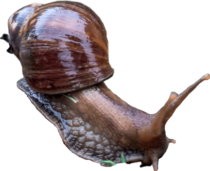 Snail on the floor. png