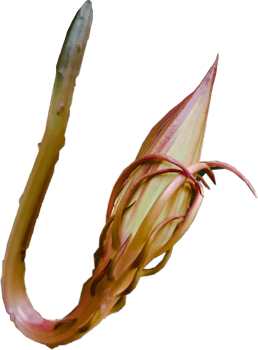 Bud of a huge flower. png