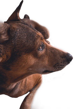 Portrait of a dog. png