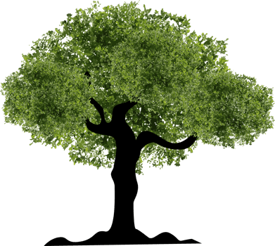 Organic Tree Illustration png
