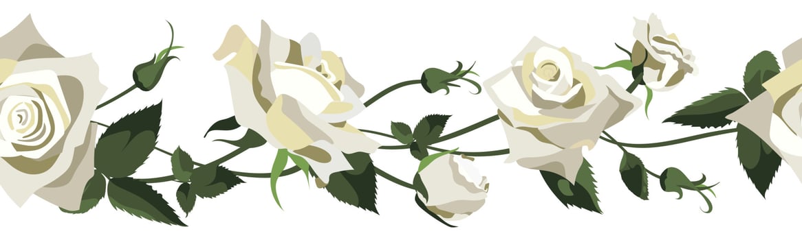 Vector floral background with white roses, buds and leaves. Border design isolated on white background