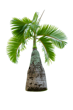 Tree isolated on PNG background, collection of trees can be illustrated.
