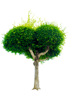 Tree isolated on PNG background, collection of trees can be illustrated.