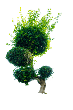 Tree isolated on PNG background, collection of trees can be illustrated.
