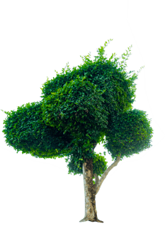 Tree isolated on PNG background, collection of trees can be illustrated.