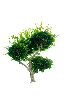 Tree isolated on PNG background, collection of trees can be illustrated.