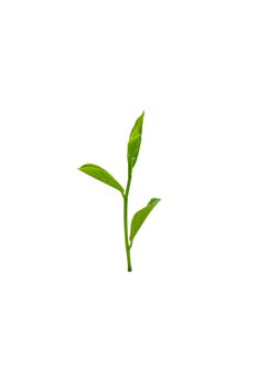 Tree isolated on PNG background, collection of trees can be illustrated.