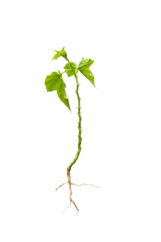 Tree isolated on PNG background, collection of trees can be illustrated.
