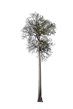 Tree isolated on PNG background, collection of trees can be illustrated.