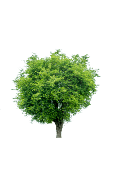 Tree isolated on PNG background, collection of trees can be illustrated.