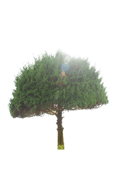 Tree isolated on PNG background, collection of trees can be illustrated.