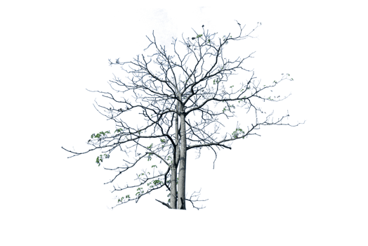 Tree isolated on PNG background, collection of trees can be illustrated.