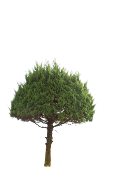 Tree isolated on PNG background, collection of trees can be illustrated.