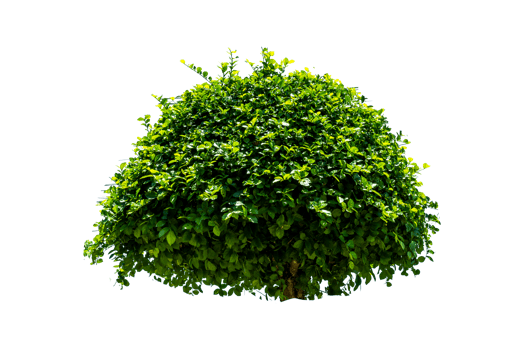 Tree isolated on PNG background, collection of trees can be illustrated.