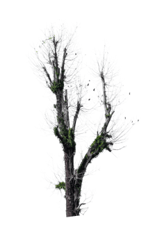 Tree isolated on PNG background, collection of trees can be illustrated.