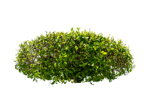 Tree isolated on PNG background, collection of trees can be illustrated.