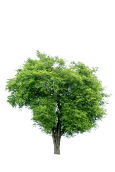 Tree isolated on PNG background, collection of trees can be illustrated.