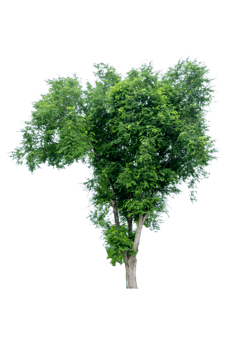 Tree isolated on PNG background, collection of trees can be illustrated.