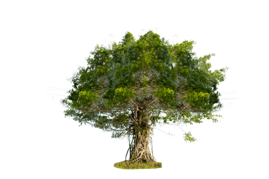 Tree isolated on PNG background, collection of trees can be illustrated.