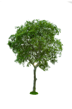 Tree isolated on PNG background, collection of trees can be illustrated.