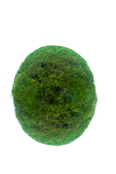 Tree isolated on PNG background, collection of trees can be illustrated.