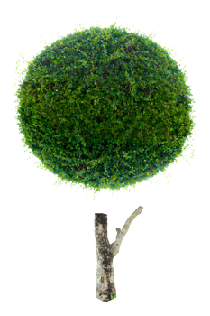 Tree isolated on PNG background, collection of trees can be illustrated.