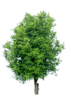 Tree isolated on PNG background, collection of trees can be illustrated.