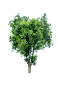 Tree isolated on PNG background, collection of trees can be illustrated.