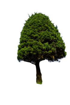 Tree isolated on PNG background, collection of trees can be illustrated.