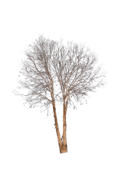 Tree isolated on PNG background, collection of trees can be illustrated.
