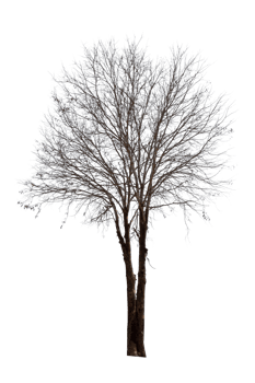 Tree isolated on PNG background, collection of trees can be illustrated.