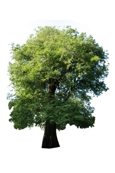 Tree isolated on PNG background, collection of trees can be illustrated.