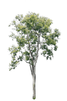 Tree isolated on PNG background, collection of trees can be illustrated.