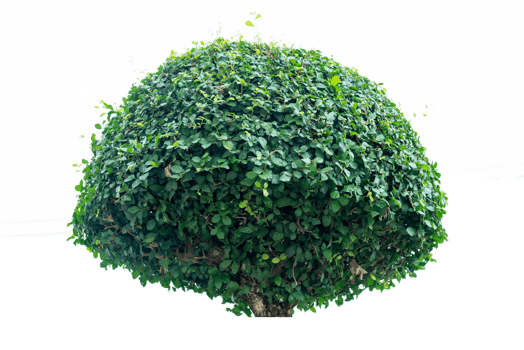 Tree isolated on PNG background, collection of trees can be illustrated.