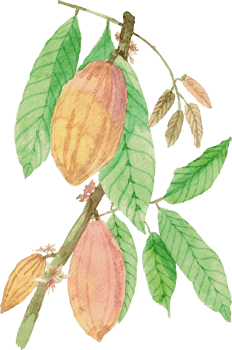 cutout cacao fruit simplicity watercolor painting. png
