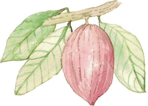 cutout cacao fruit simplicity watercolor painting. png