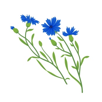 Cornflowers field vector set. Summer wild meadow flowers, honey plant illustration. Knapweed blue collection isolated on white. Centaurea botanical floral design elements