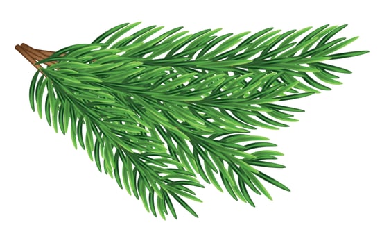 Green fir branches, decoration for Christmas and New Year on a transparent and white background. Universal template for flyers, postcards, price tags, invitations, Christmas tree vector no raster
