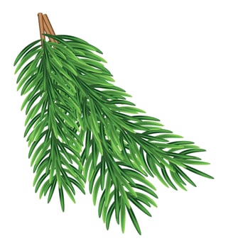 Green fir branches, decoration for Christmas and New Year on a transparent and white background. Universal template for flyers, postcards, price tags, invitations, Christmas tree vector no raster
