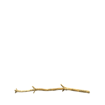Isometric Tree 3D render png